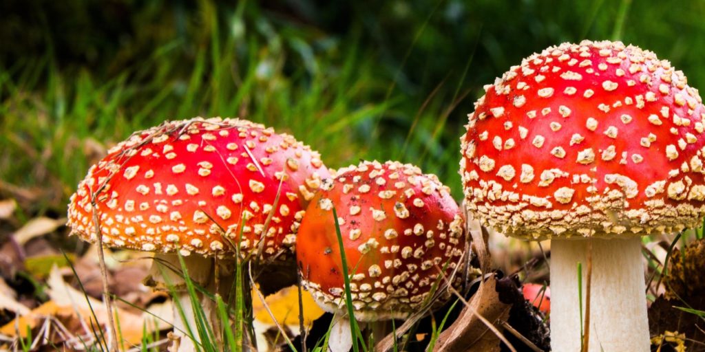 Progetto educativo per la scuola secondaria con approfondimento su tematiche relative al mondo della botanica